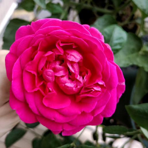 香水月季10款推荐,香水月季花品种大全图片