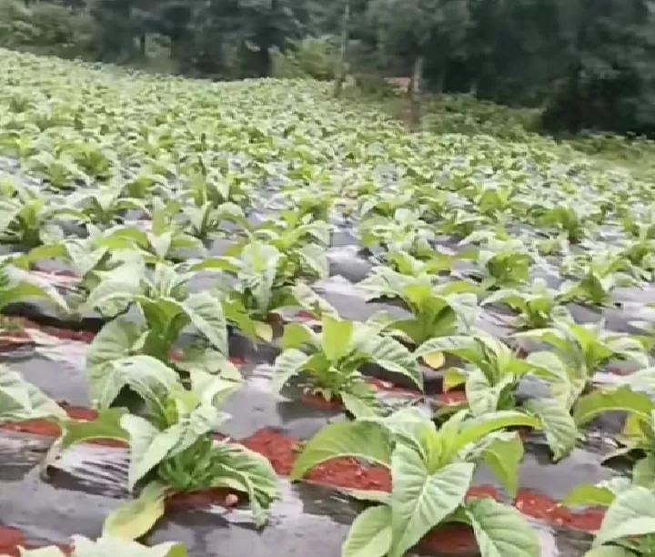 农民私自种烟叶是合法的吗,农村种几棵大烟算违法