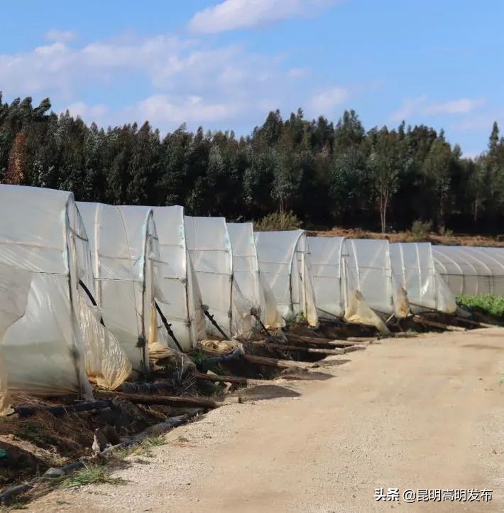 嵩明永生花店 (嵩明永生花)