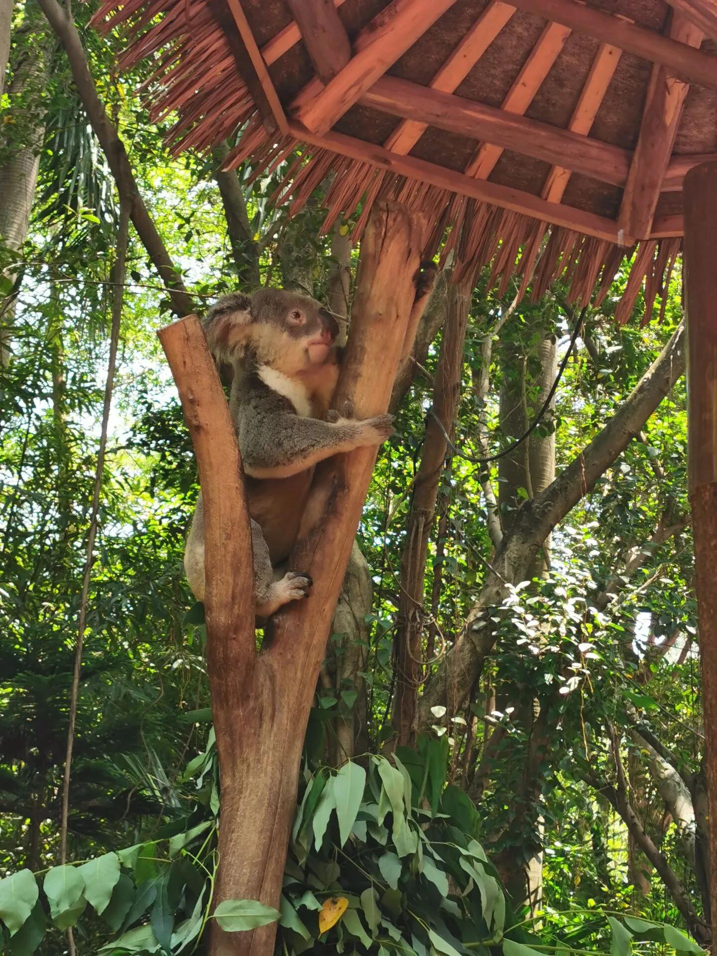 广州长隆野生动物世界有大象吗,广州长隆野生动物世界有多少动物