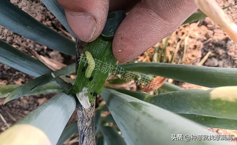 大葱生虫怎么防治,怎样预防葱的病虫害