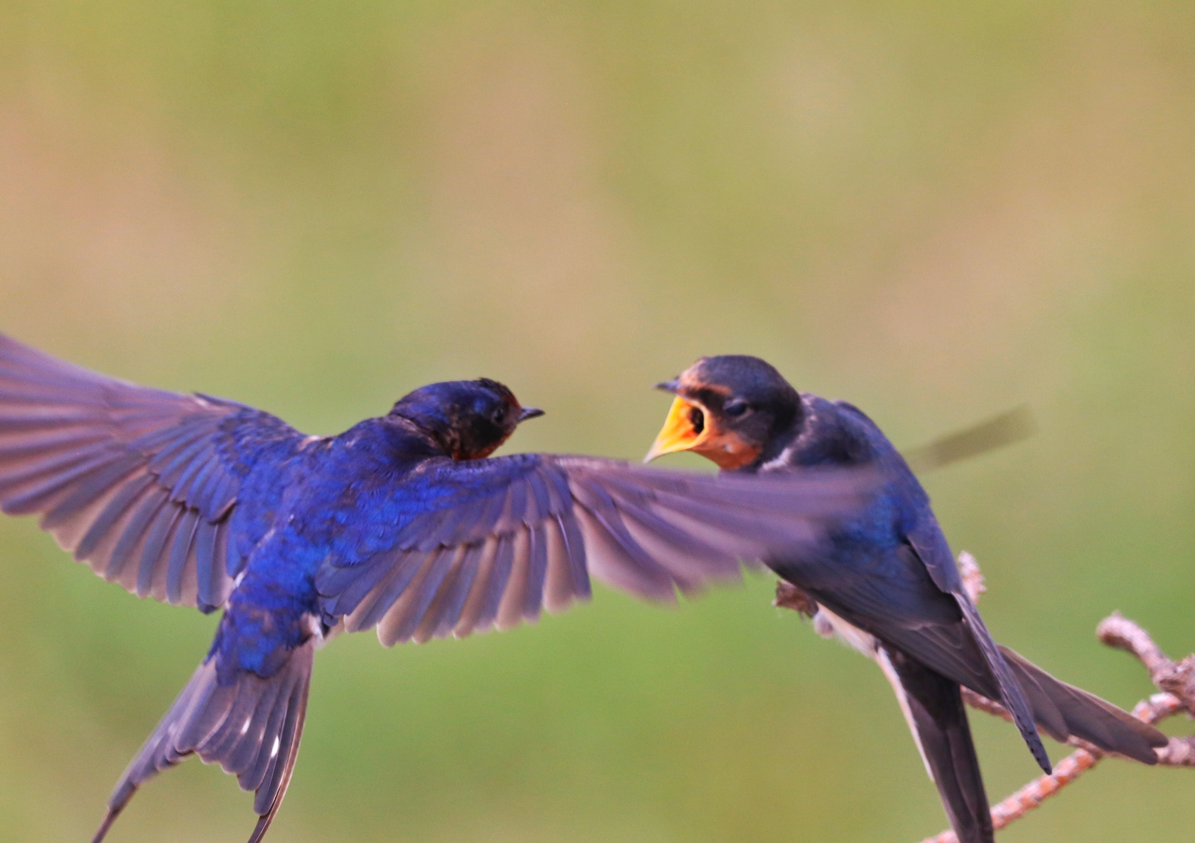 燕子筑巢被人看见,老人说燕子筑巢