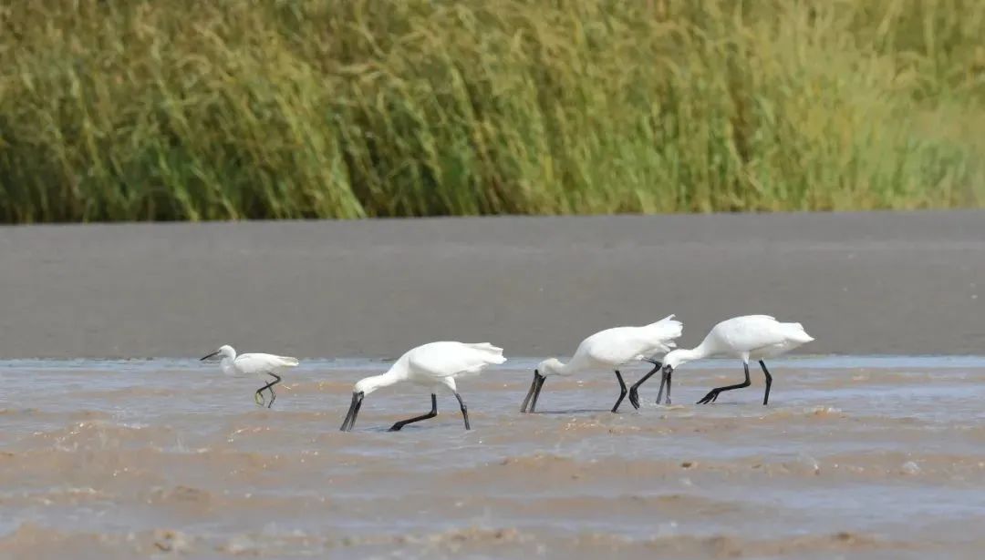 坐拥醉美海岸线，湿地环绕，还有卡丁车、攀岩……这个快乐小岛，你来过吗？