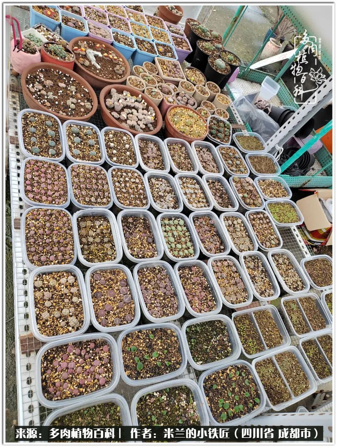 生石花好养吗怎么养护的,生石花的养殖方法和注意事项