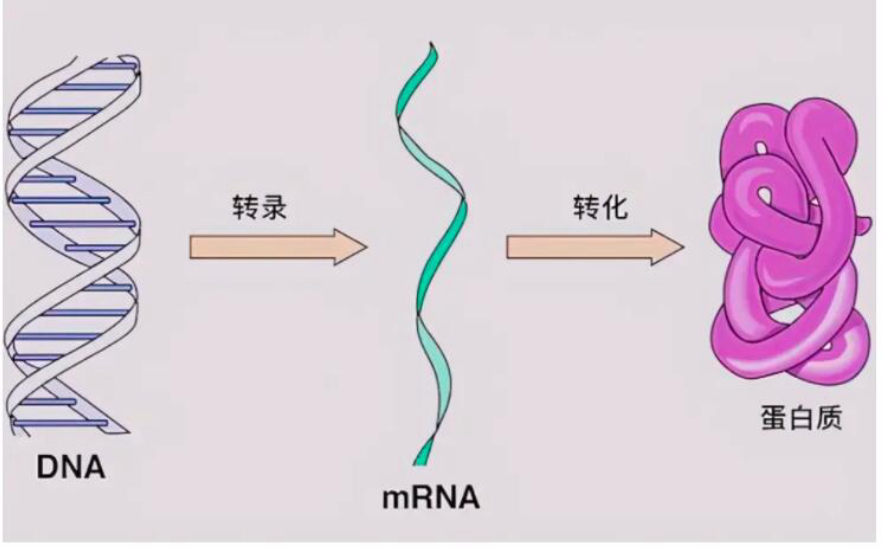 章鱼为何没有发展出文明,为什么章鱼有大脑却不能统治世界
