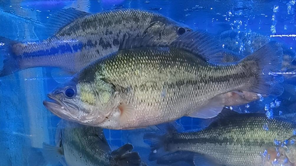 泊来鲜加盟靠谱吗,连锁鲜活海鲜品牌加盟