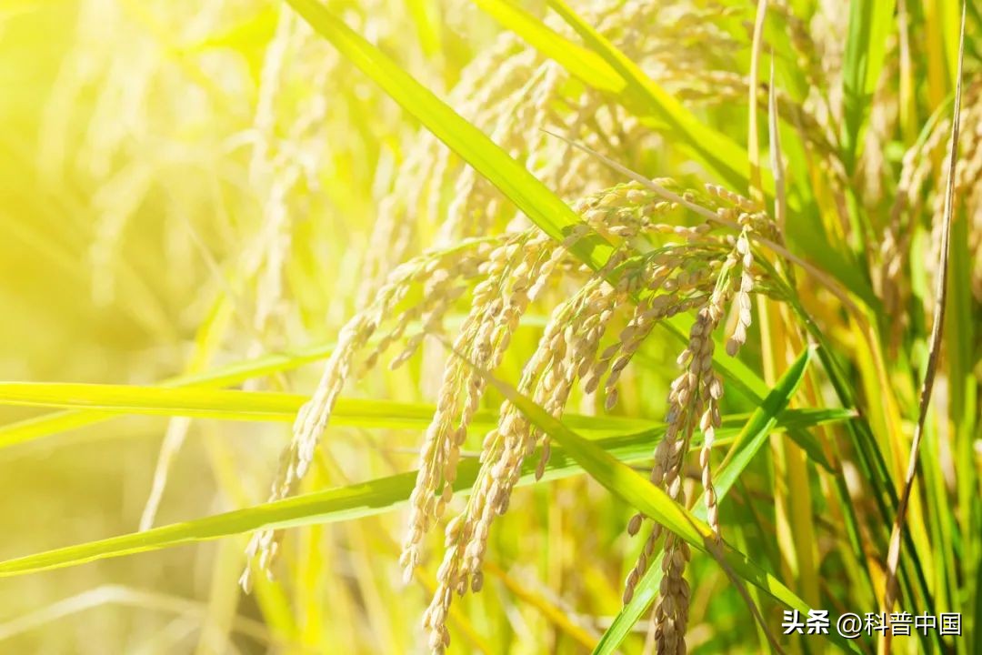 中国科学家做什么贡献,当今中国科学家的贡献