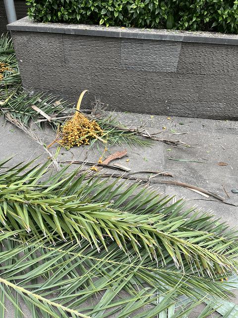 三亚陵水蓝湾绿城威斯汀度假酒店,海南陵水清水湾威斯汀酒店简介