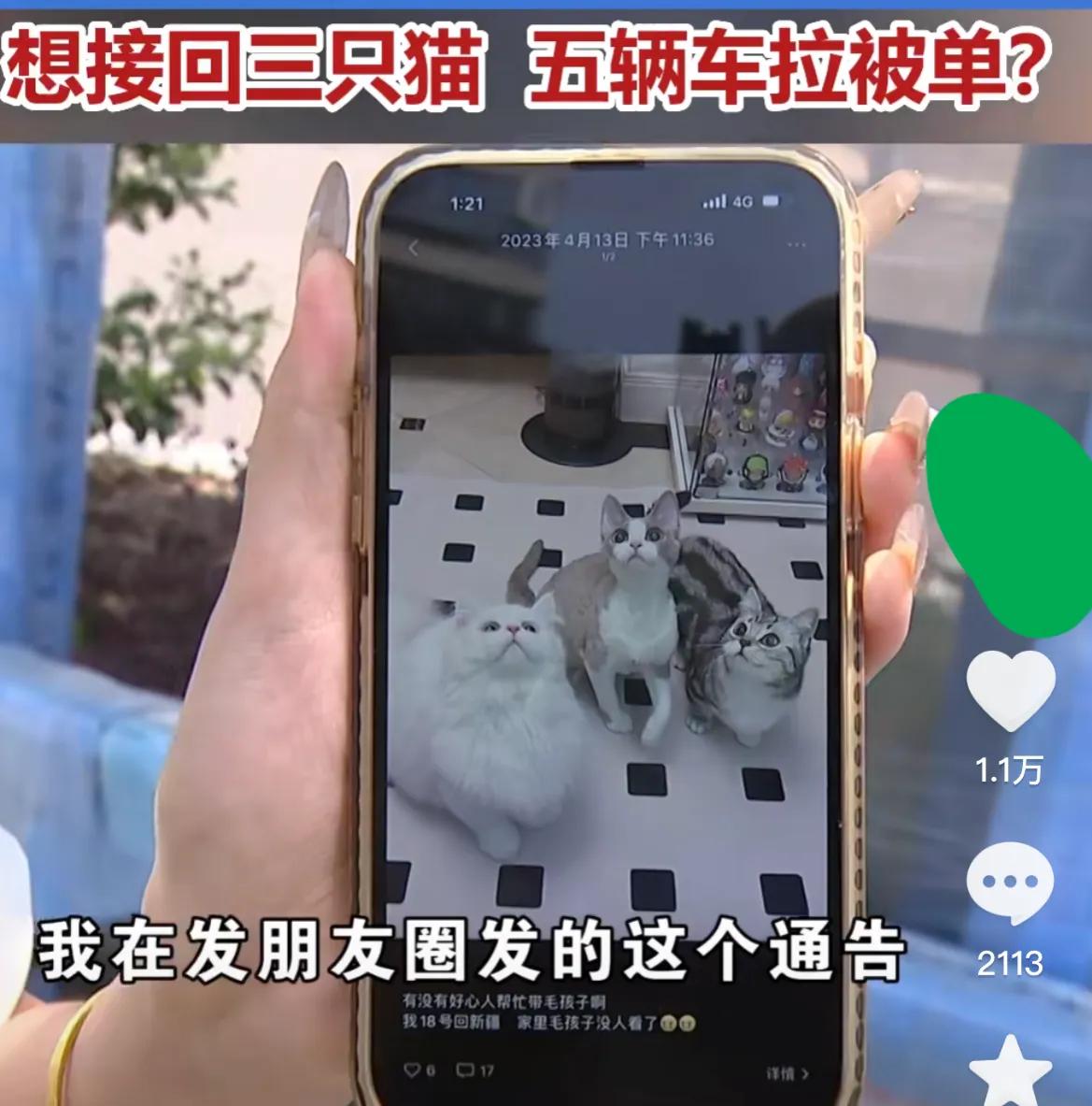 网上领养猫被骗1万,女子将猫寄养疑似被骗