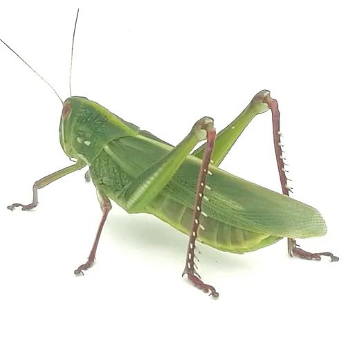 可以作为鱼饵的动植物有哪些,什么样的藻类植物可以做鱼饵