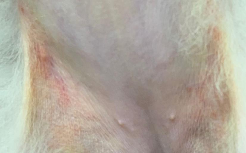 狗狗背长红点脱毛怎么办,狗狗身上起红点掉毛发痒怎么办