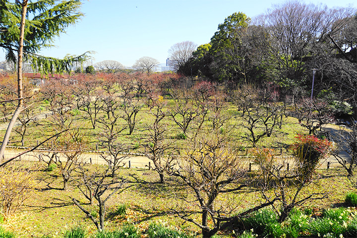 来大阪城梅林感受春天的到来