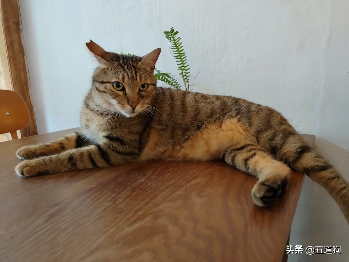 rogphone6,华硕rogphone