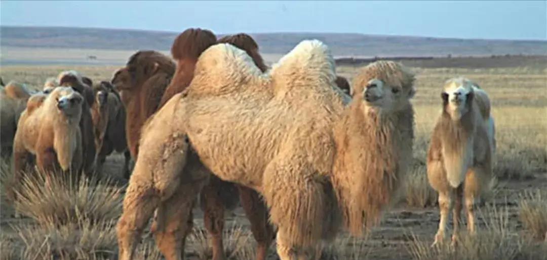 被印第安人猎杀的动物,被猎杀濒临灭绝的动物