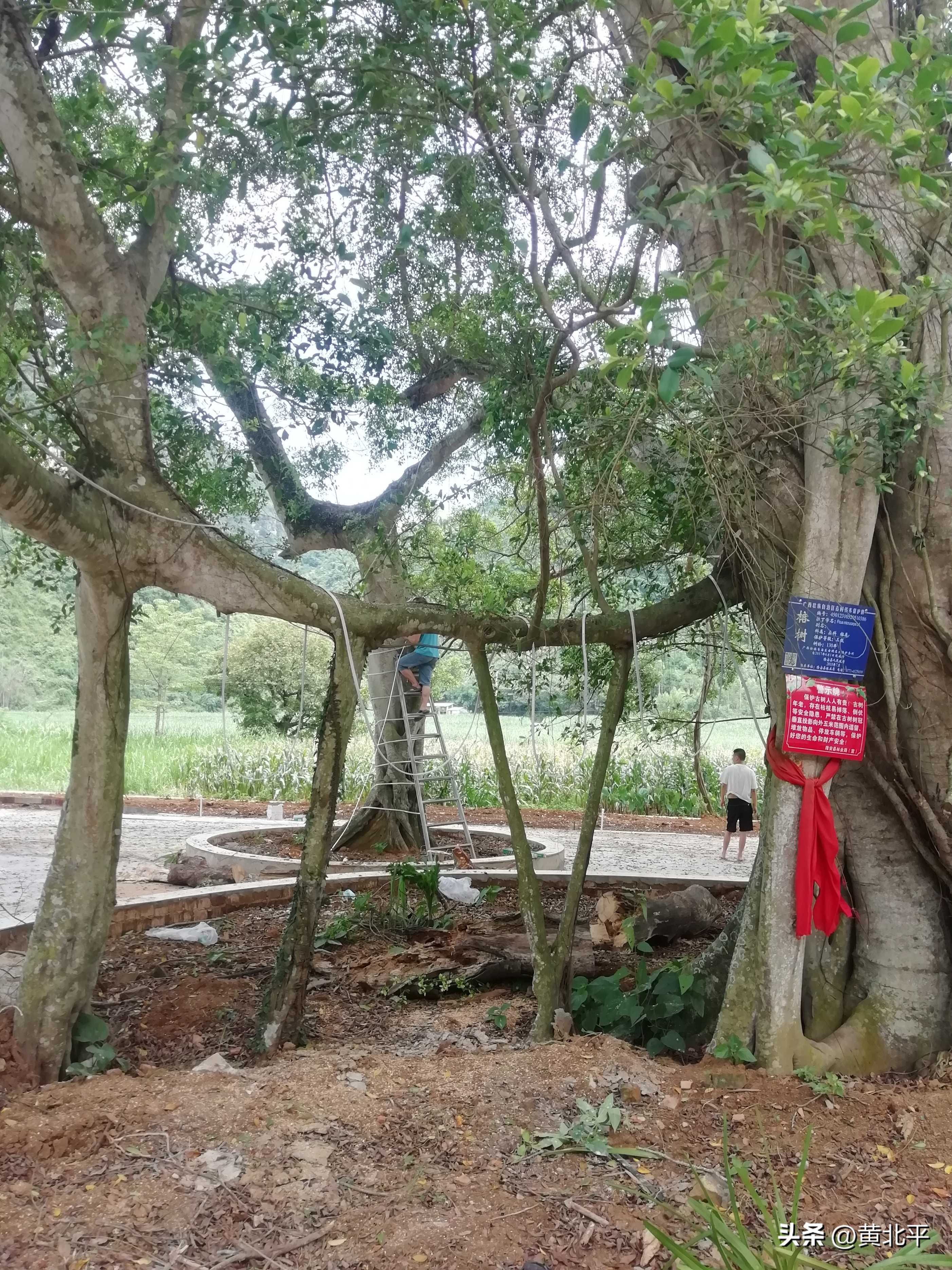 广西大山发现一棵榕树,广西发现古榕