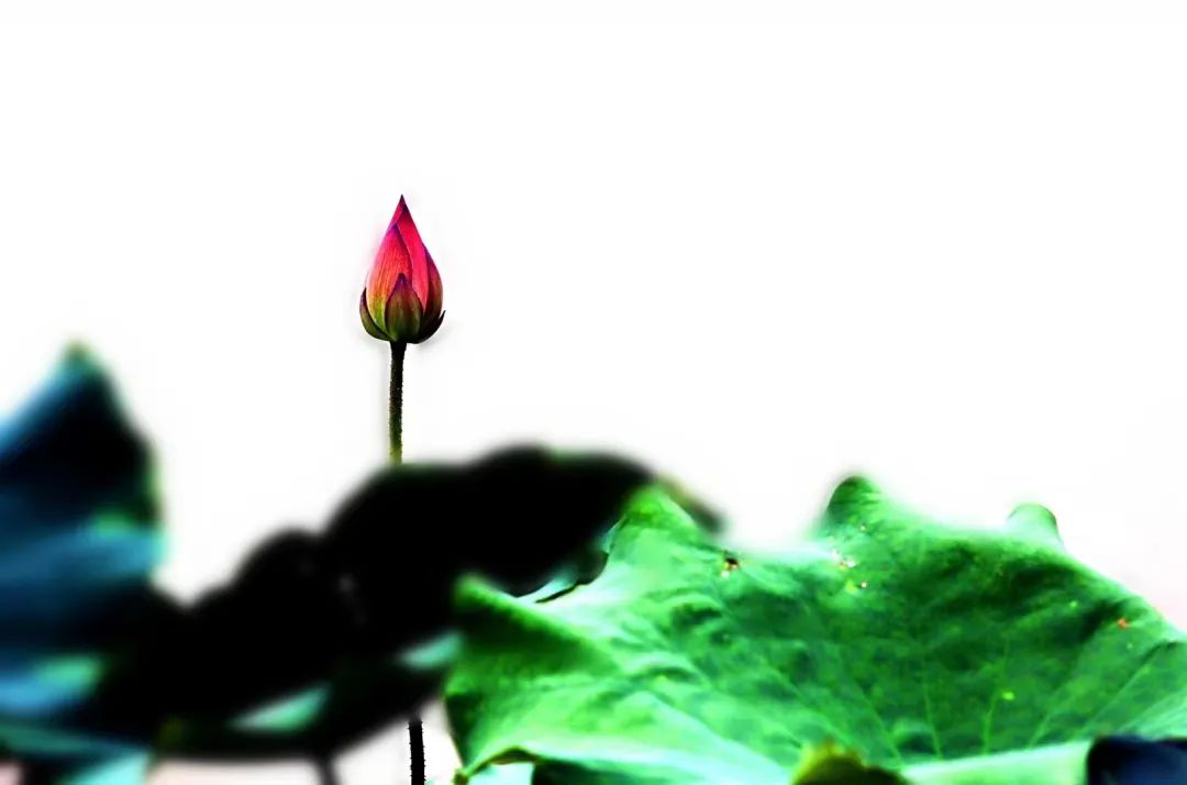 阿郎|浔阳诗画——那些花儿