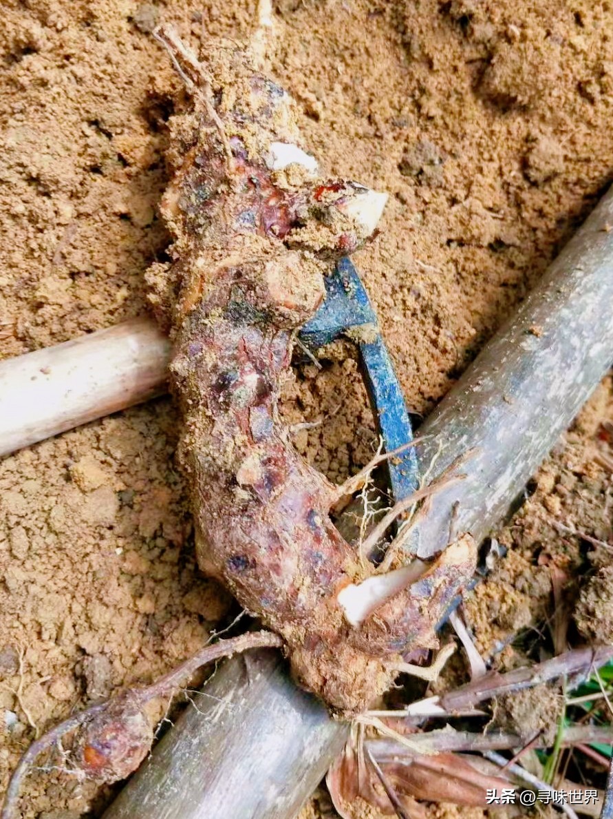 最正宗的龟苓膏配方,制作龟苓膏的详细教程