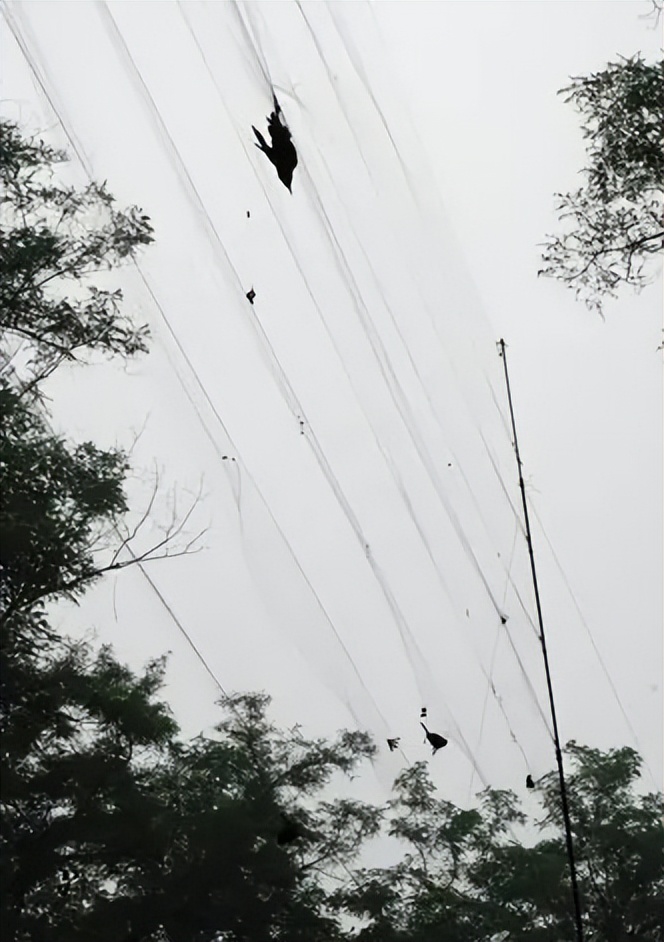 有生之年要查明：《本草纲目》中的识鬼术是什么情况