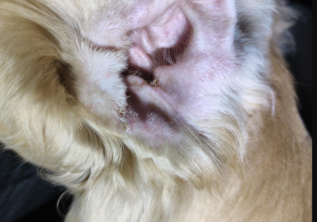 狗狗耳朵有脓用什么药,宠物医生狗狗耳螨