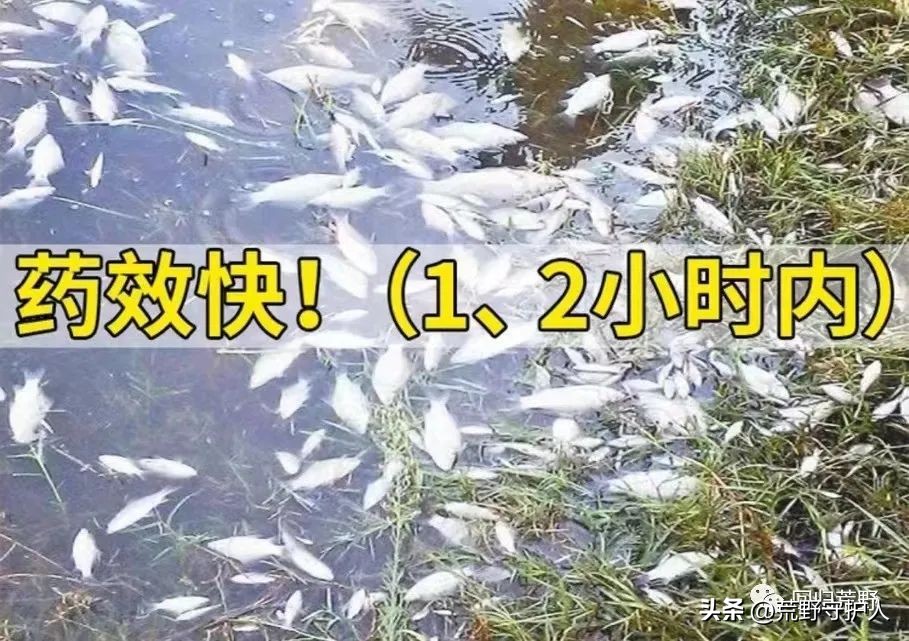 网上卖的毒鱼药,网上毒鱼药是真的吗