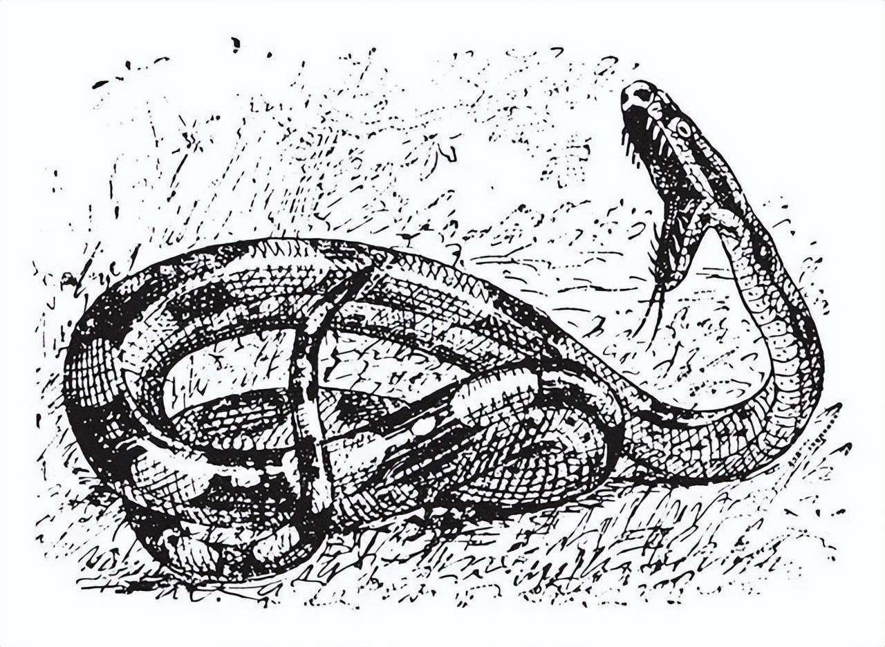 男子扫墓遇见大蛇熊猫头,男子扫墓时遇见鳄鱼蛇王