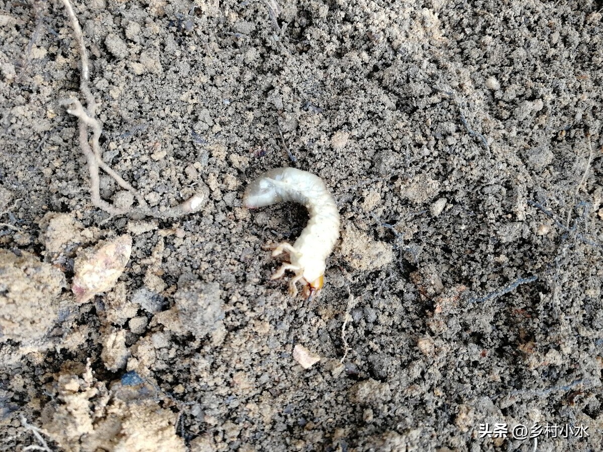蝼蛄地下害虫防治,老农用土方法灭蛴螬
