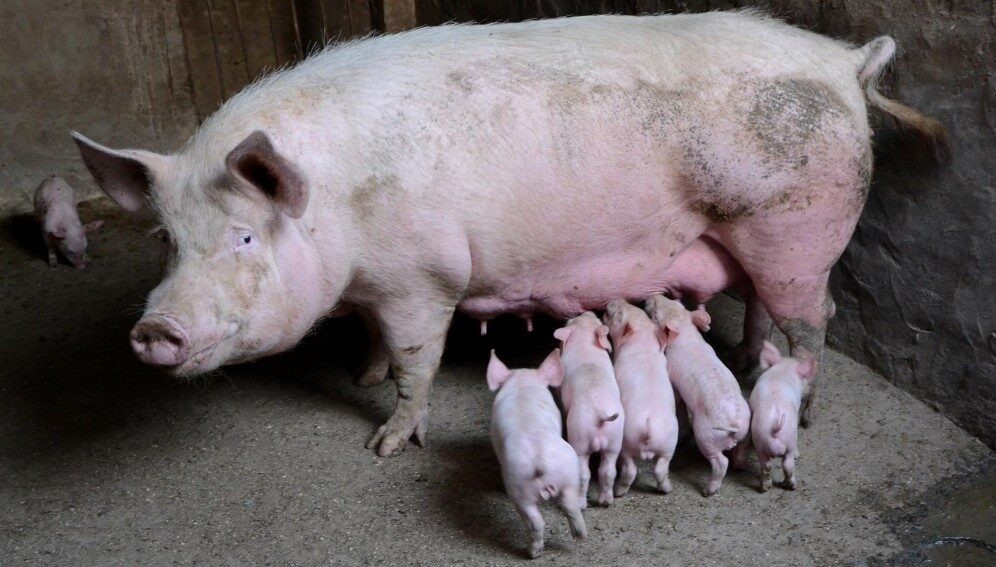 如何提高母猪的受孕率方案,猪用人工授精能提高受胎率吗