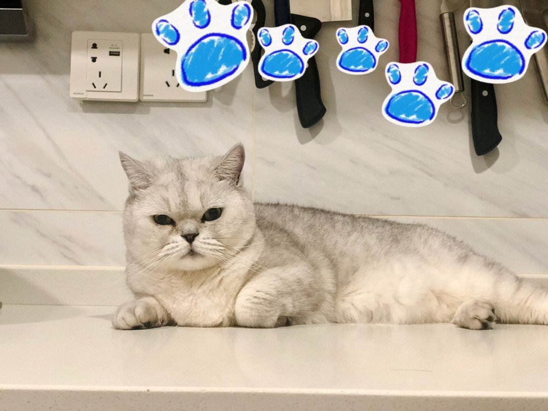 有没有什么宠物交友软件啊，希望大家能一起讨论养宠物