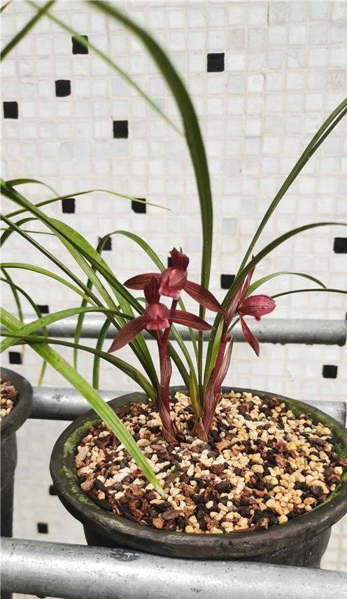 此兰是“云南色花之王”，珍品红素，兰香四溢，开花后仙气十足