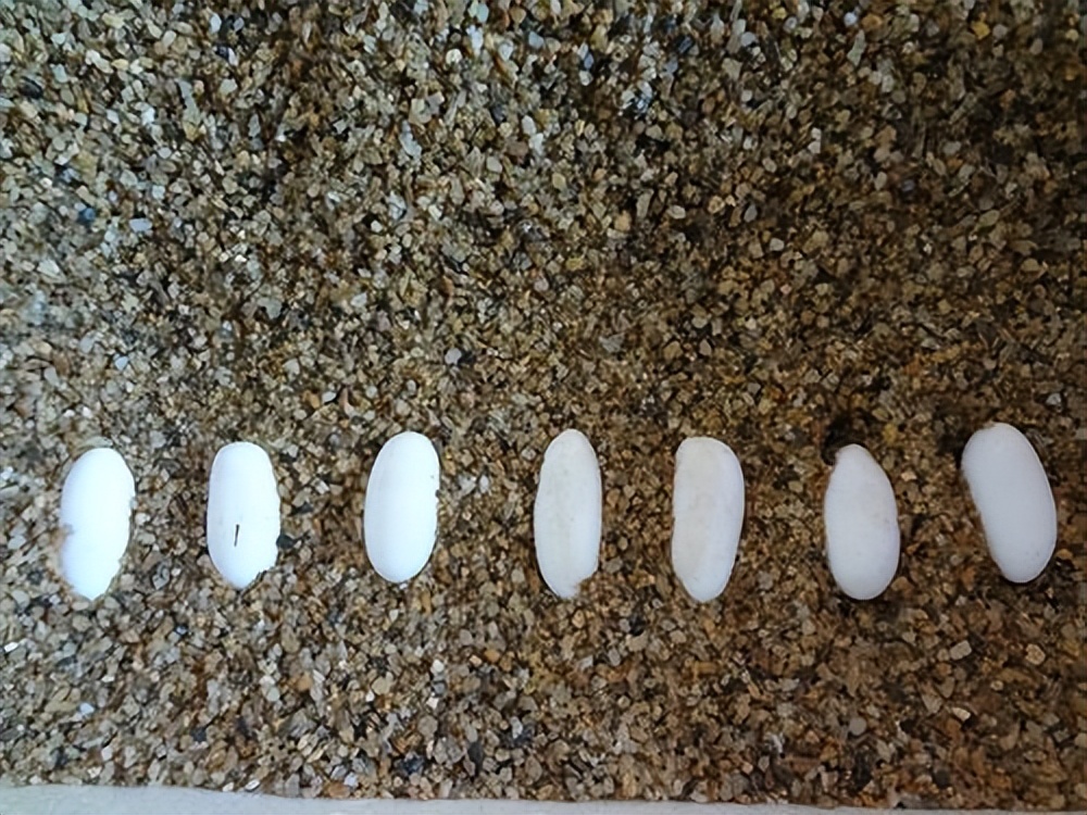 狗婆蛇是保护动物吗,农村最常见的几种蛇火蛇