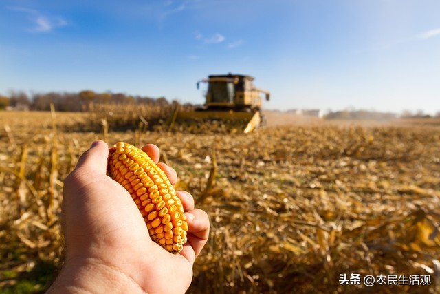 用玉米芯颗粒种草菇,用玉米芯种平菇的视频