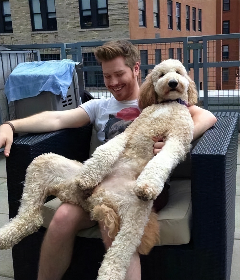 通人性的狗是什么狗,狗界最傻的4种狗