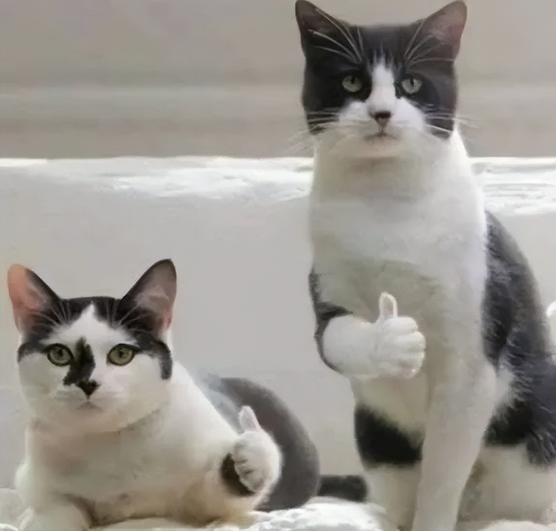 泰国需要护照吗现在,泰国需要中国游客吗