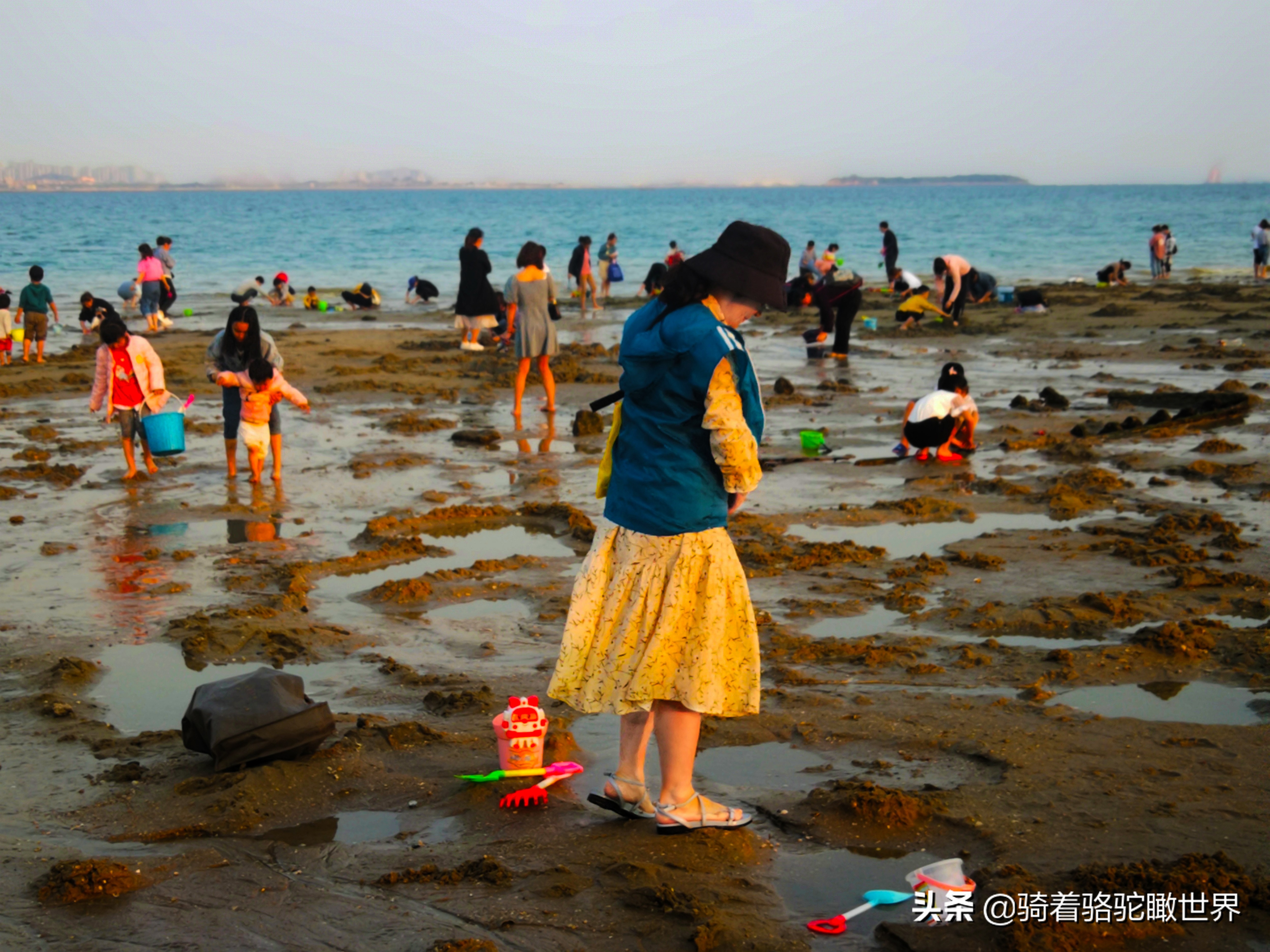 厦门彩虹沙滩哪一段赶海最好,黄金海岸赶海拾贝最佳地点