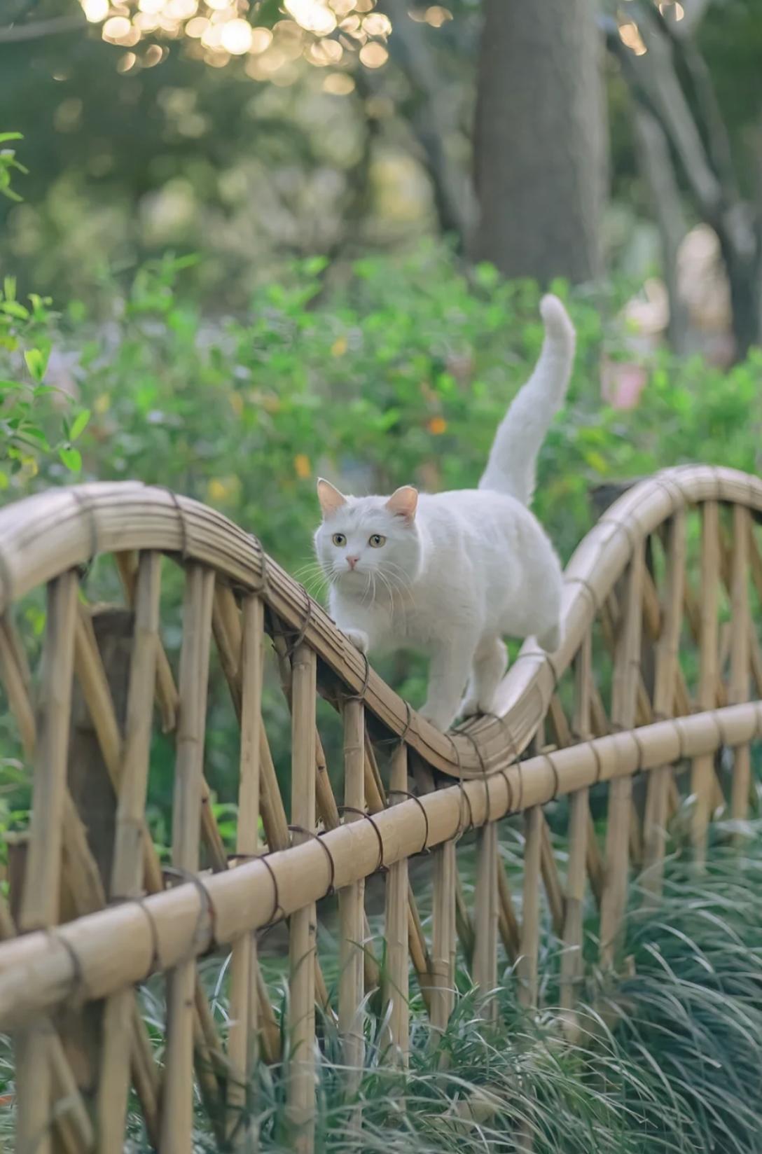 治愈系壁纸｜132张可爱小猫咪的样子