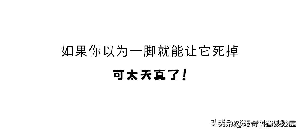 奇怪的冷知识甲虫,奇怪的冷知识火体虫
