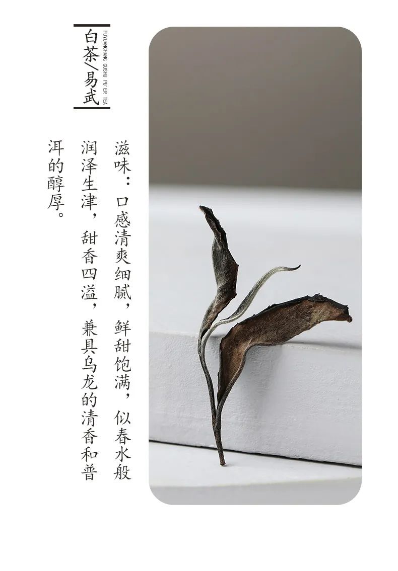 最好的易武好茶,易武茶的前世今生