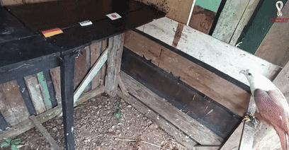 大熊猫成功预测世界杯,世界杯熊猫预测