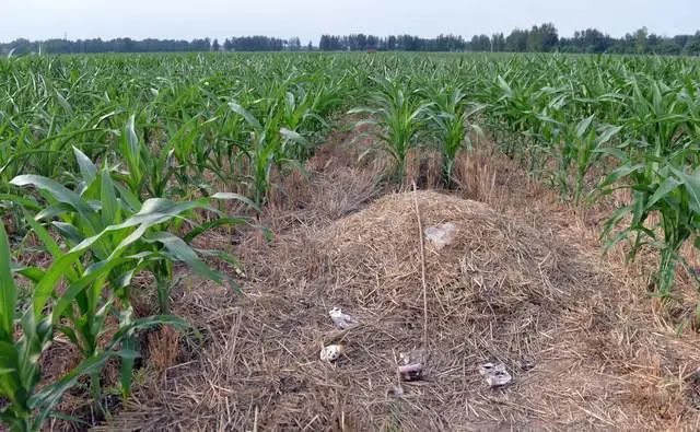 人去世后可以不进祖坟吗,这几种人不能葬进祖坟