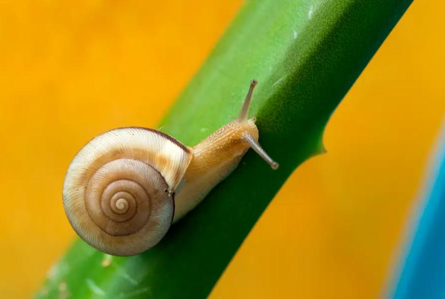 带“牛”却不是牛，似牛非牛，刷新你的认知