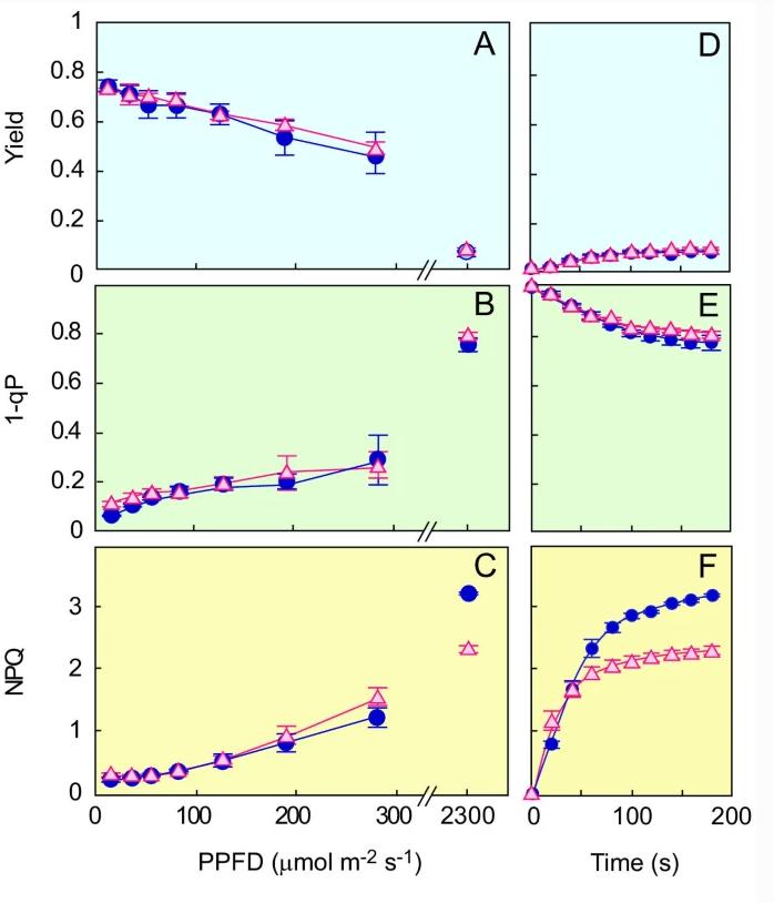 热带植物小果榕光合作用对光抑制的高敏感性