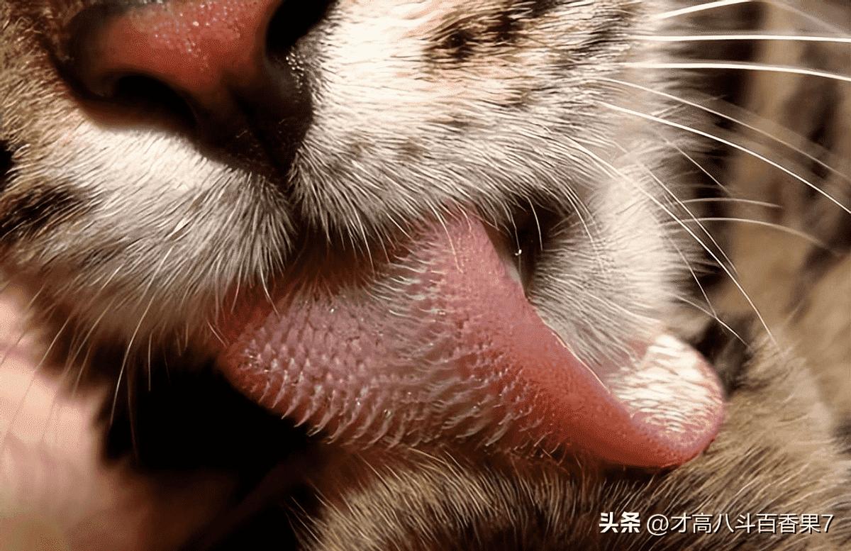 日军找“花姑娘”有多少*行暴**?老人回忆:日本兵没有一点人性2