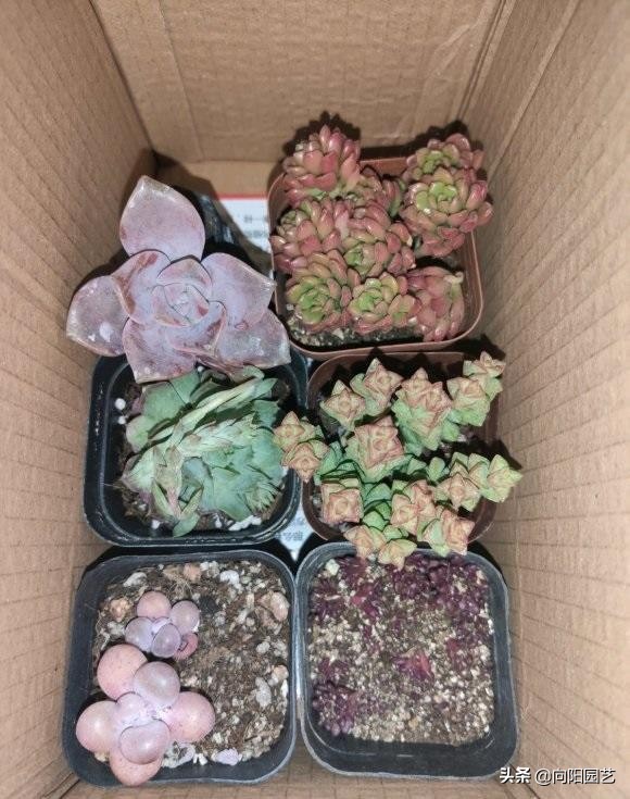 网购多肉有风险，最好“1物1拍”，避免被骗，不良商家太多