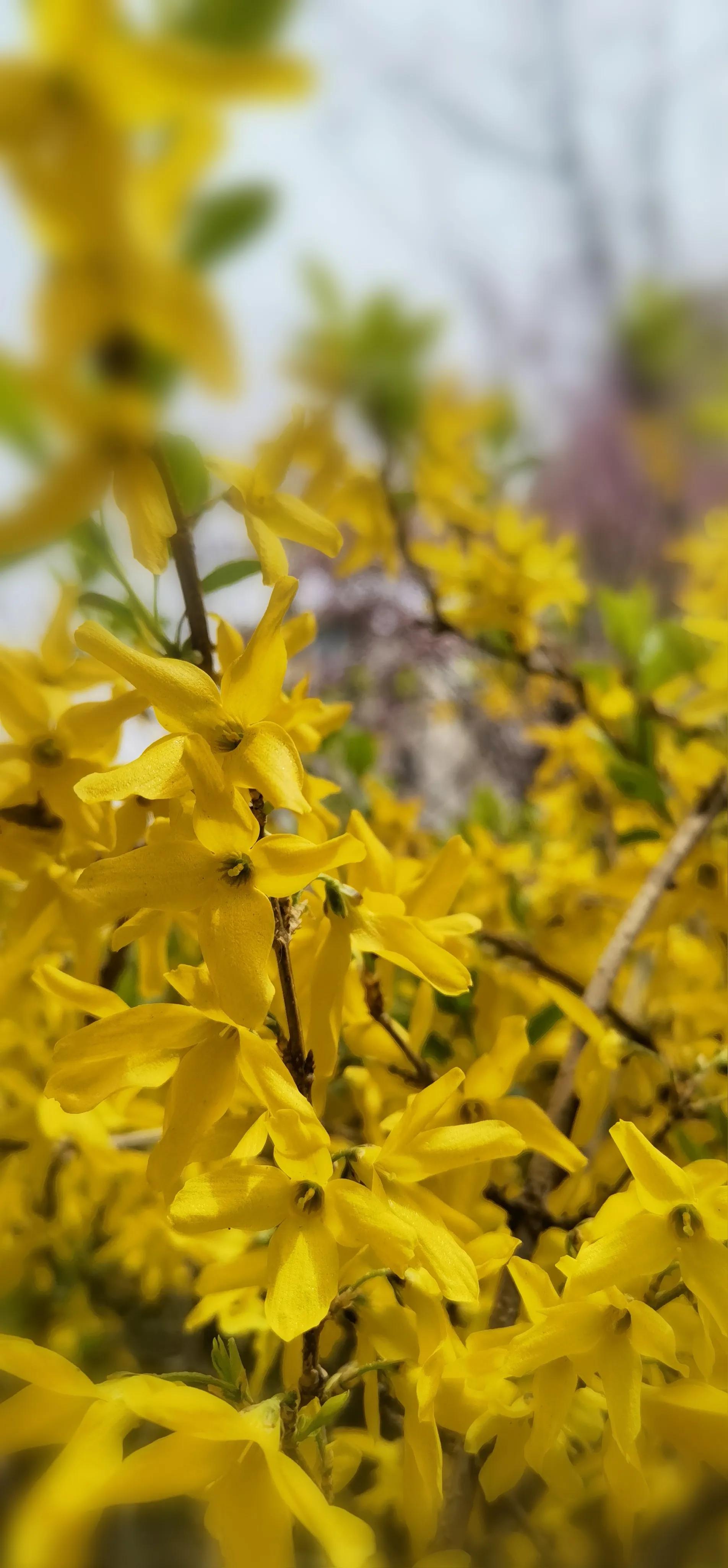 春天散文诗歌朗诵,春天散文诗歌大全100首