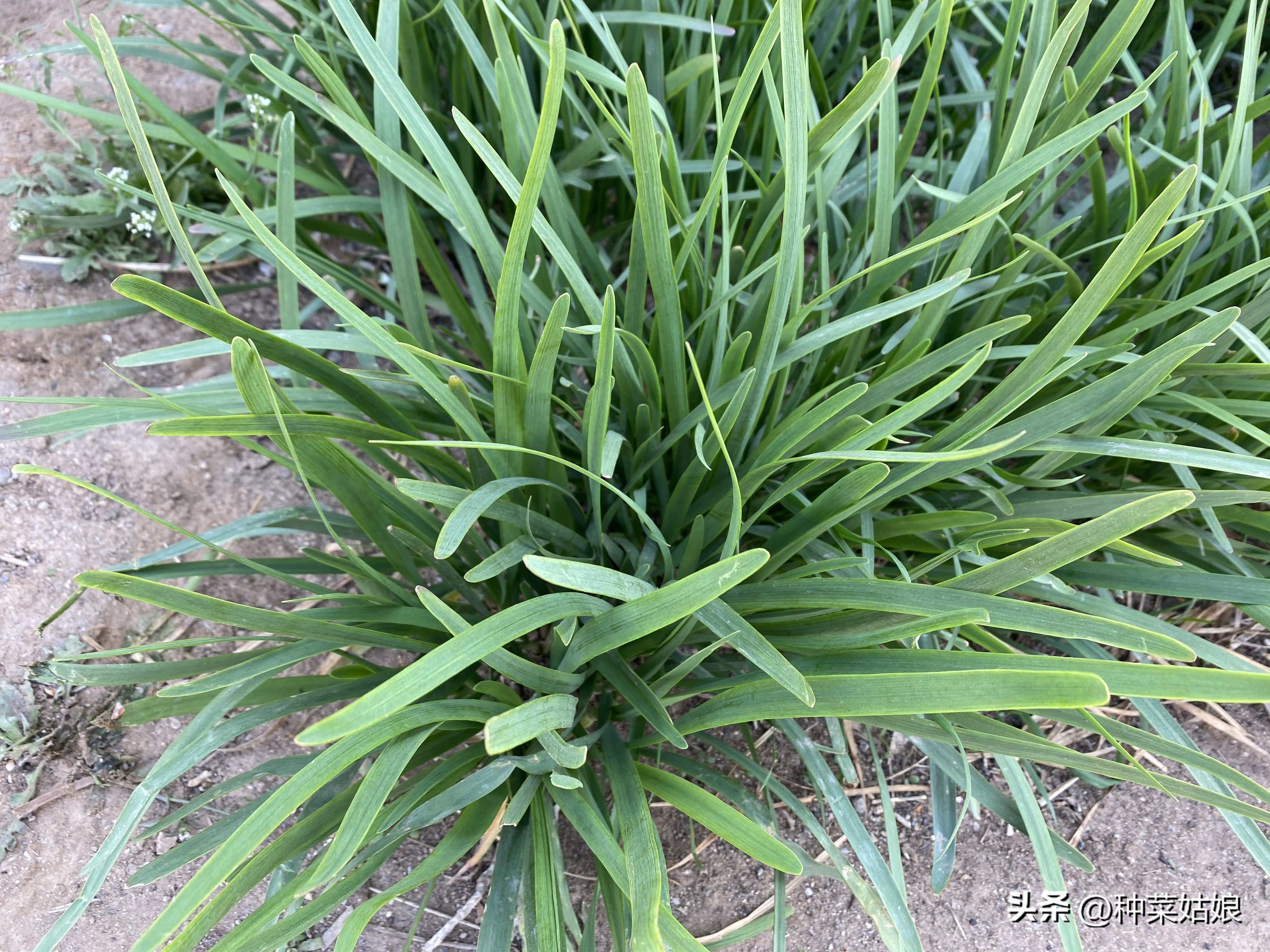 移栽韭菜根要立即浇水吗,盆栽韭菜苗移栽怎么浇水