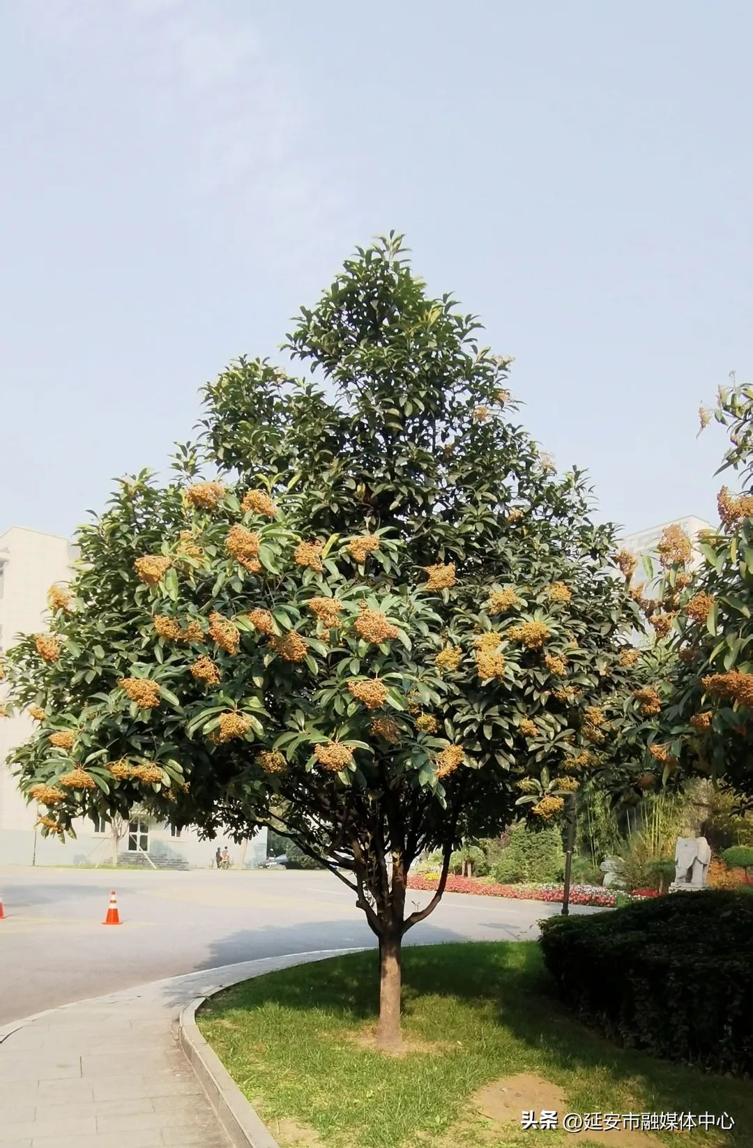 陕西宾馆迎来最佳观花赏景季节,陕西宾馆内景色