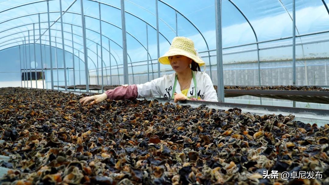 木耳种植示范村,木耳产业新模式乡村