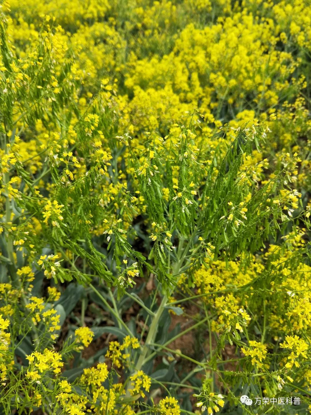 植物幼苗的发展过程详细,植物的幼苗在生长过程中