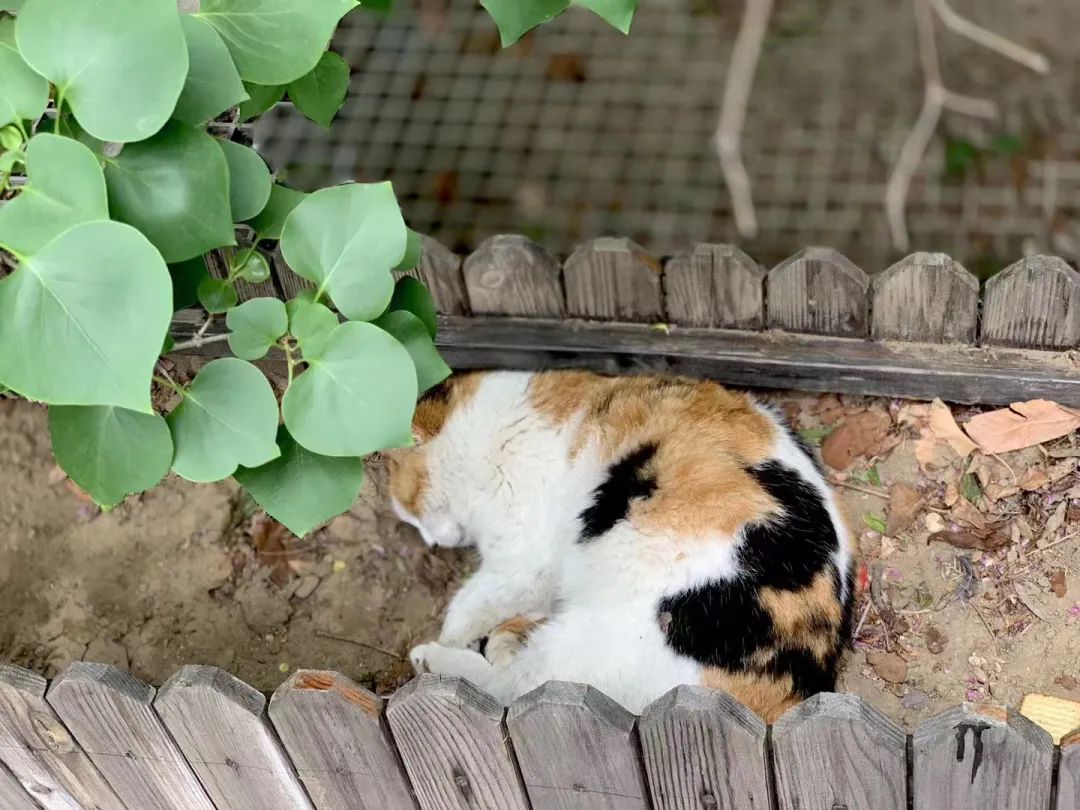 当一位普通北京市民「外头有猫了」