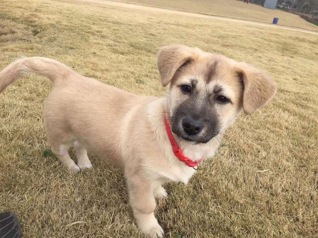 挑选温顺的土狗,性格温顺的短腿土狗是什么品种